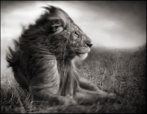 Nick Brandt