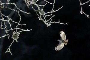 Vincent Munier